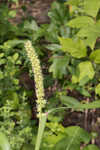 Southern sandbur